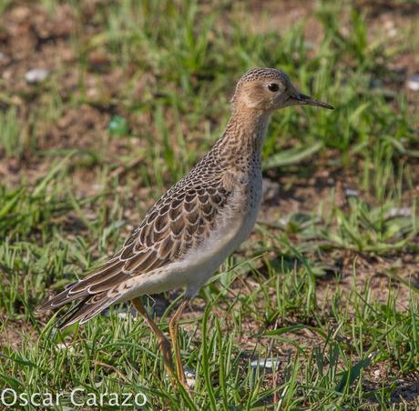 TRYNGITES SUBRUFICOLLIS, CORRELIMOS CANELO EN GETXO