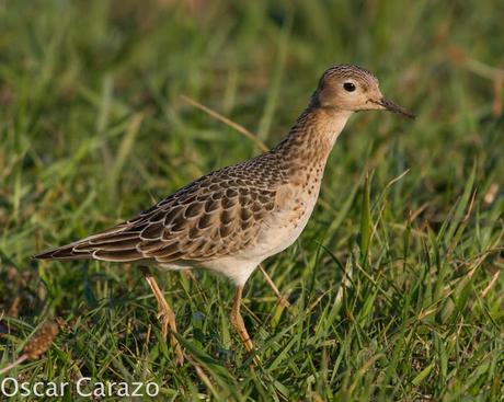 TRYNGITES SUBRUFICOLLIS, CORRELIMOS CANELO EN GETXO