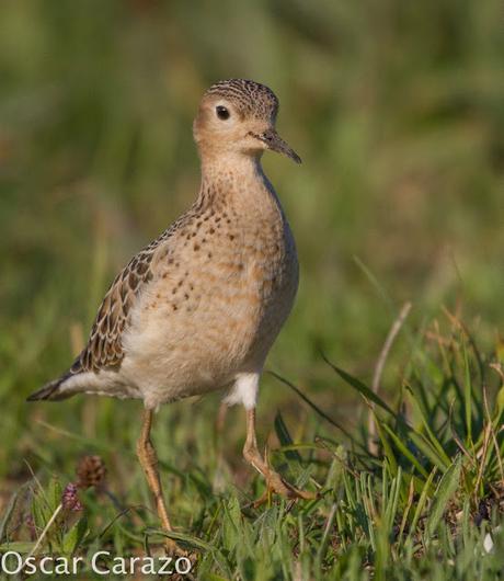 TRYNGITES SUBRUFICOLLIS, CORRELIMOS CANELO EN GETXO