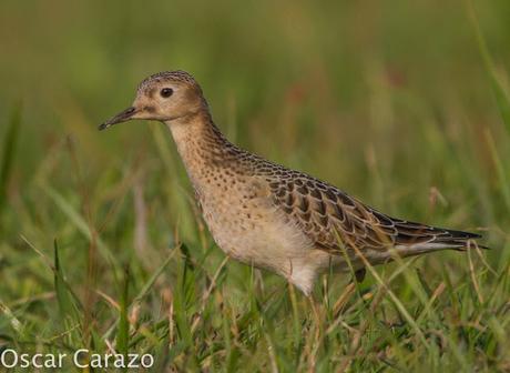 TRYNGITES SUBRUFICOLLIS, CORRELIMOS CANELO EN GETXO