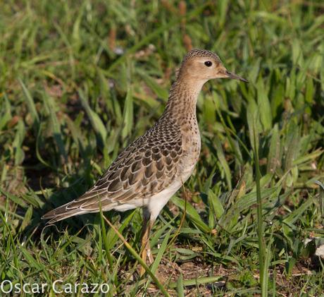 TRYNGITES SUBRUFICOLLIS, CORRELIMOS CANELO EN GETXO