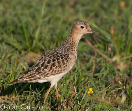 TRYNGITES SUBRUFICOLLIS, CORRELIMOS CANELO EN GETXO