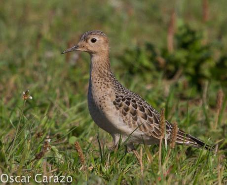 TRYNGITES SUBRUFICOLLIS, CORRELIMOS CANELO EN GETXO