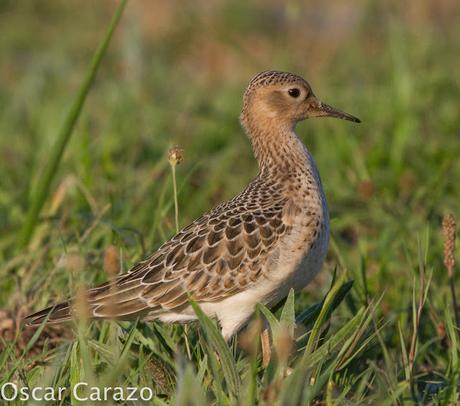 TRYNGITES SUBRUFICOLLIS, CORRELIMOS CANELO EN GETXO