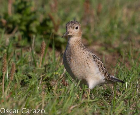 TRYNGITES SUBRUFICOLLIS, CORRELIMOS CANELO EN GETXO