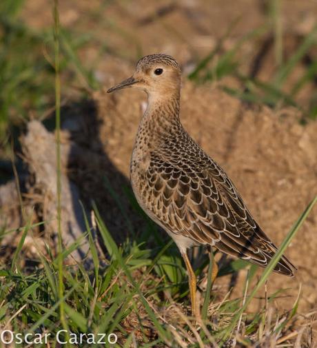 TRYNGITES SUBRUFICOLLIS, CORRELIMOS CANELO EN GETXO