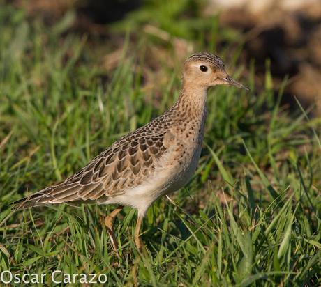 TRYNGITES SUBRUFICOLLIS, CORRELIMOS CANELO EN GETXO