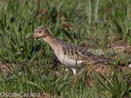 TRYNGITES SUBRUFICOLLIS, CORRELIMOS CANELO EN GETXO