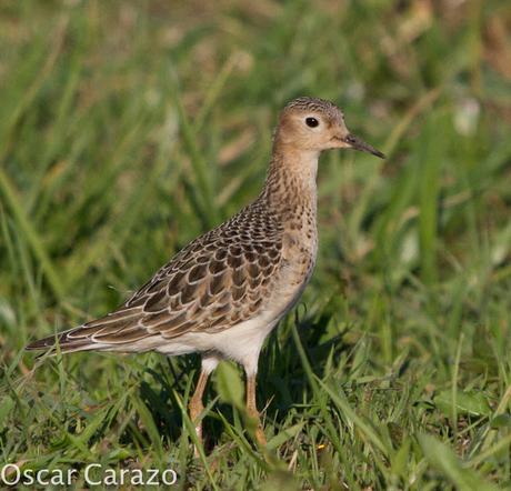 TRYNGITES SUBRUFICOLLIS, CORRELIMOS CANELO EN GETXO