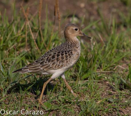 TRYNGITES SUBRUFICOLLIS, CORRELIMOS CANELO EN GETXO