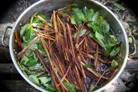 Ayahuasca y pensamiento creativo: posibles beneficios de la tradición amazónica