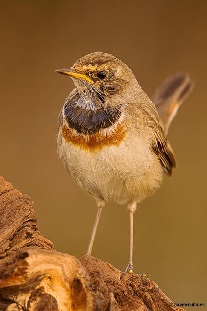 PECHIAZUL (LUSCINEA SVECICA)