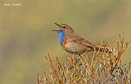 PECHIAZUL (LUSCINEA SVECICA)