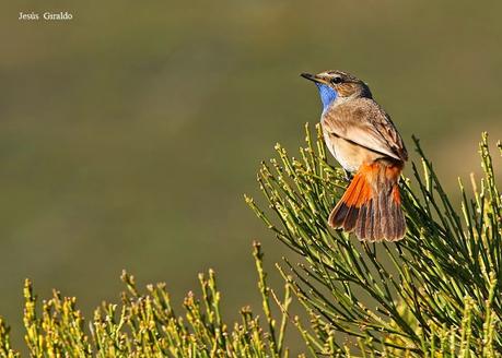 PECHIAZUL (LUSCINEA SVECICA)