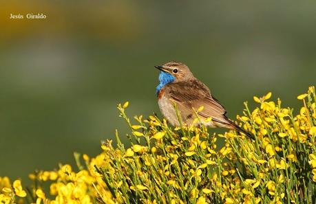 PECHIAZUL (LUSCINEA SVECICA)