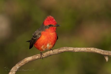 Churrinche (Vermillion Flycatcher) Pyrocephalus rubinus
