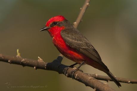 Churrinche (Vermillion Flycatcher) Pyrocephalus rubinus