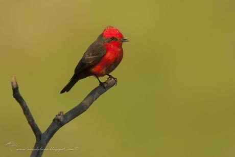 Churrinche (Vermillion Flycatcher) Pyrocephalus rubinus