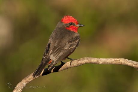 Churrinche (Vermillion Flycatcher) Pyrocephalus rubinus