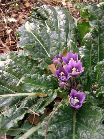 Mandrágora (mandragora autumnalis)