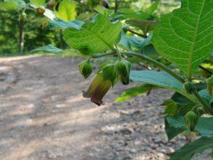 Flor y hojas de belladona (Atropa belladona)