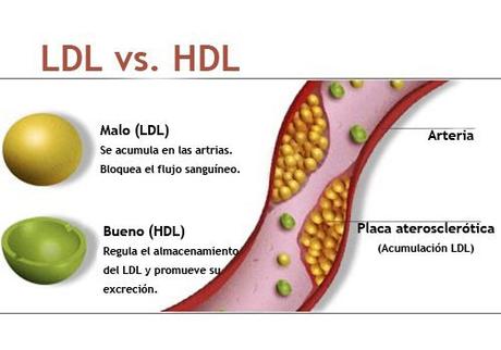 Debate sobre el colesterol y las enfermedades cardiovasculates