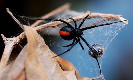 Hombre es mordido en el pene por una araña venenosa por segunda vez este año