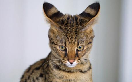 ¡Híbridos de animales que seguramente ni creías que podían EXISTIR! gato savannah