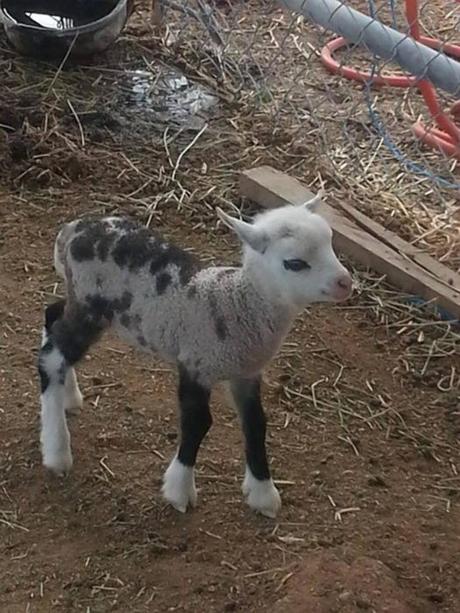 ¡Híbridos de animales que seguramente ni creías que podían EXISTIR! cabreja