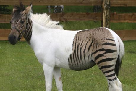 ¡Híbridos de animales que seguramente ni creías que podían EXISTIR! cebroide