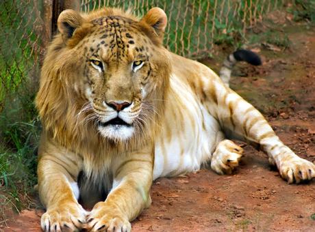 ¡Híbridos de animales que seguramente ni creías que podían EXISTIR! tigon