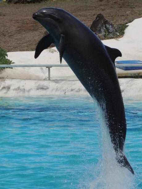 ¡Híbridos de animales que seguramente ni creías que podían EXISTIR! balfín