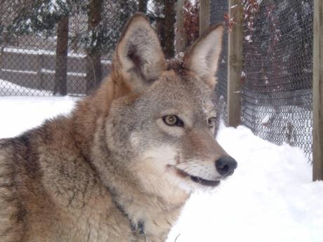 ¡Híbridos de animales que seguramente ni creías que podían EXISTIR! coyolobo