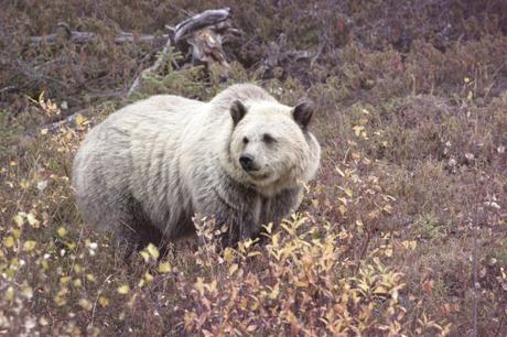 ¡Híbridos de animales que seguramente ni creías que podían EXISTIR! oso grolar