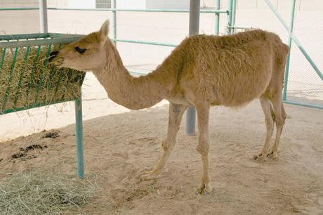¡Híbridos de animales que seguramente ni creías que podían EXISTIR! cama animal