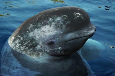¡Híbridos de animales que seguramente ni creías que podían EXISTIR! narluga