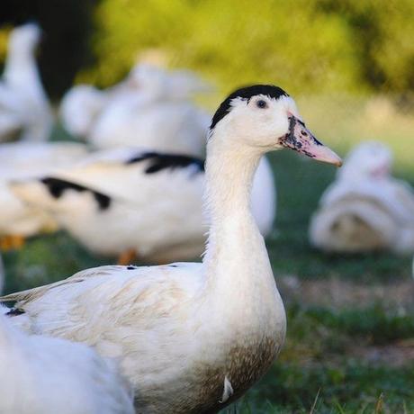 ¡Híbridos de animales que seguramente ni creías que podían EXISTIR! mulard