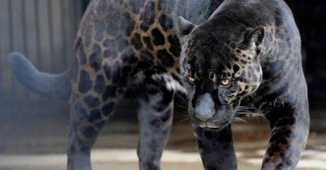 ¡Híbridos de animales que seguramente ni creías que podían EXISTIR! jagleón