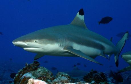 tiburón de puntas engras híbrido 