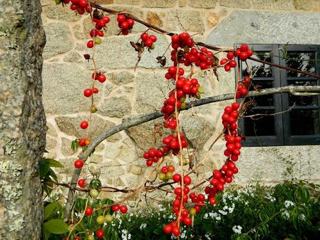 Ruta de la Camelia: El jardín de La Saleta en verano y otoño, del 1 al 30 de septiembre de 2016. Camellia Route: Saleta's Garden in summer and autumn, September, 1-30, 2016.