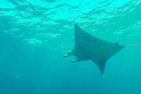 Manta bajo el mar de Maldivas