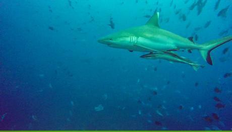 Tiburón con rémoras. Buceo en Guraidhoo, Maldivas