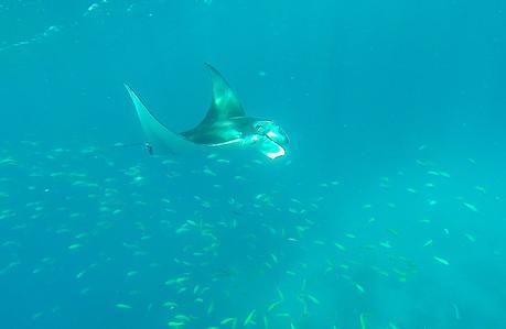 Acompañando a una manta en Guraidhoo, Maldivas