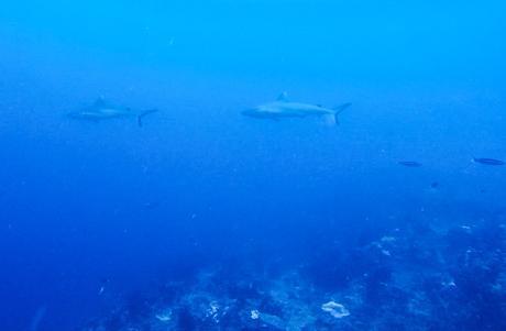 Grey Reef sharks. Tiburones en Guraidhoo, Maldivas