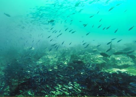 Enorme banco de peces en Guraidhoo, Maldivas