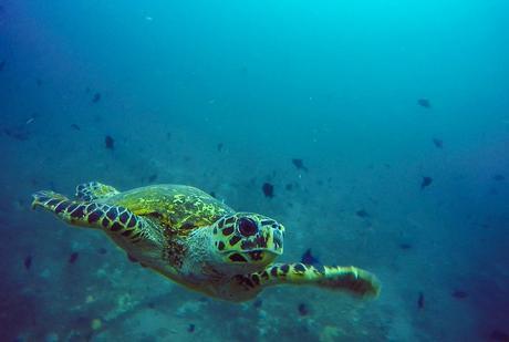 Tortuga curiosa. Buceo en Guraidhoo, Maldivas