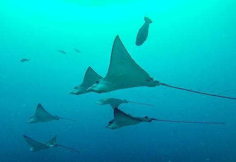 Eagle Rays, Guraidhoo, Maldivas