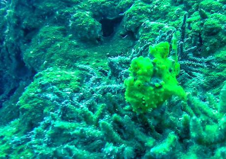 Frog fish. Guraidhoo, Maldivas