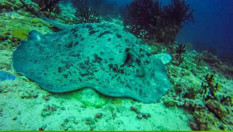 Sting Ray. Guraidhoo, Maldivas