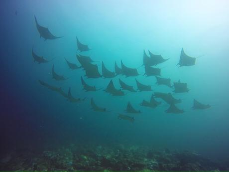 Enorme banco de Mantas Mobula. Buceo en Guraidhoo, Maldivas